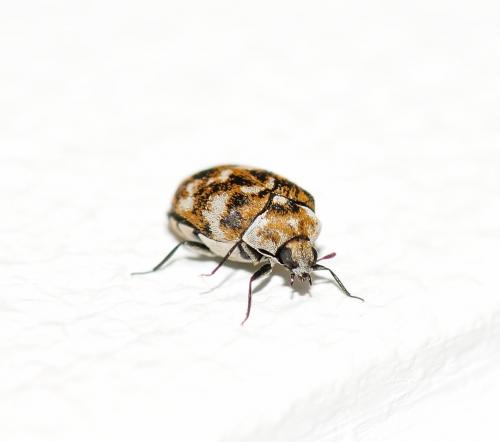 Anthrenus verbasci